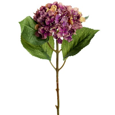Mörklila hortensia på kvist med gröna blad - 40 cm hög