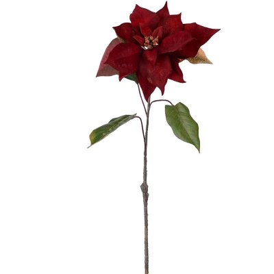 Mörkt Röd Julstjärna på Kvist med gröna blad - 50 cm mr plant