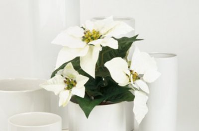 Konstväxt, krukväxt julstjärna vit med 5 blommor