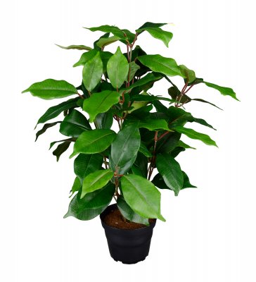 Grön konstväxt benjamin-fikus - 40 cm hög