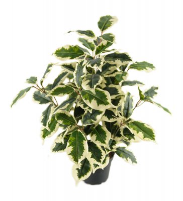 Grön och vit varigata-fikus konstväxt - 40 cm