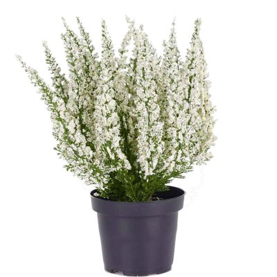 Konstgjord vit Ljung - ca 28cm hög från Mr Plant
