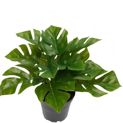 Monstera krukväxt med stora gröna blad - 17 cm hög