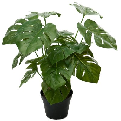 Monstera krukväxt med stora gröna blad - 35 cm hög