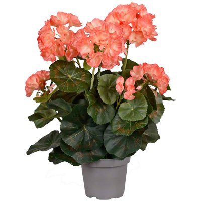 Aprikos-rosa pelargon persika konstblomma i kruka - 35 cm hög från mr plant