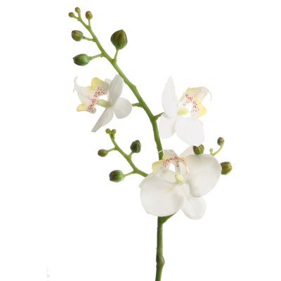 Vit phalaenopsis kvist - 50 cm