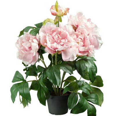 rosa pion i kruka - 40 cm hög